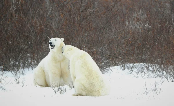 Osos polares. — Foto de Stock