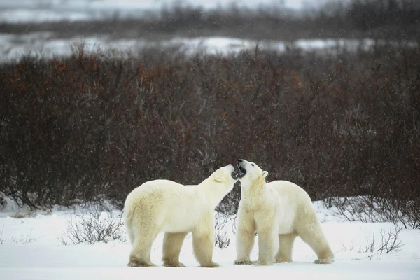 Diálogo Ursos Polares Dois Ursos Polares Encontraram Contra Arbusto Escuro — Fotografia de Stock