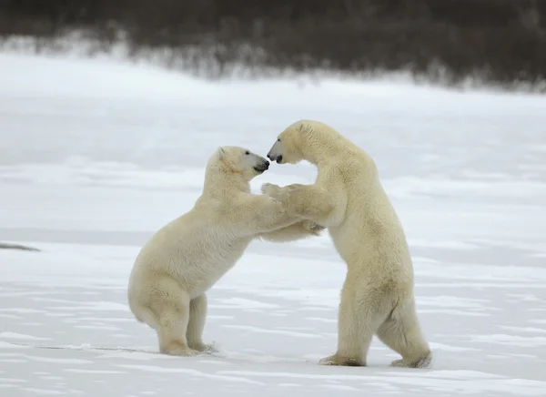 Sparing Niedźwiedzie Polarne Walki Śniegu Które Mają Wstał Nogi Utrudnia — Zdjęcie stockowe