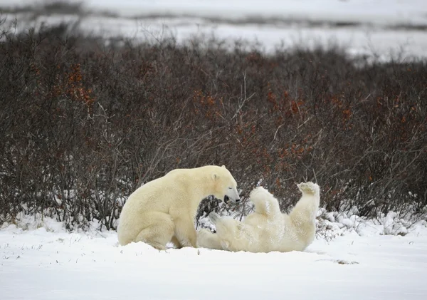 暴饮暴食 两个北极熊 卷在雪中 — 图库照片