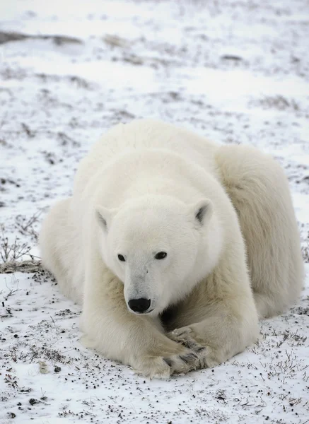 一只北极熊的肖像关闭在很短的距离 — 图库照片