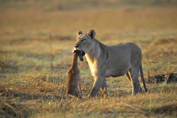 Lvice Novorozeného Antilopa Kořist Lvice Jde Savany Nese Zabil Dítě — Stock fotografie