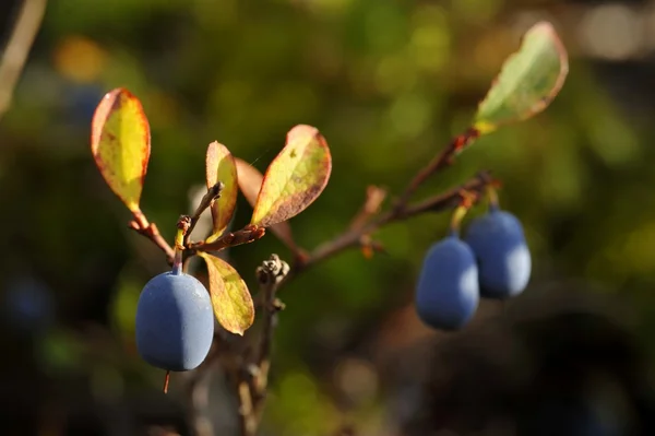 Sonbahar bilberry. — Stok fotoğraf
