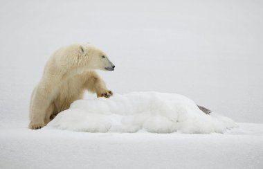 Portrait of a polar bear. clipart