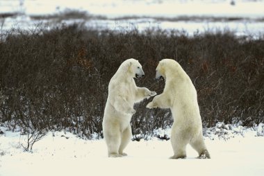 Fight of polar bears. 18 clipart