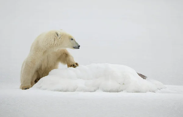 Ritratto di un orso polare. — Foto Stock