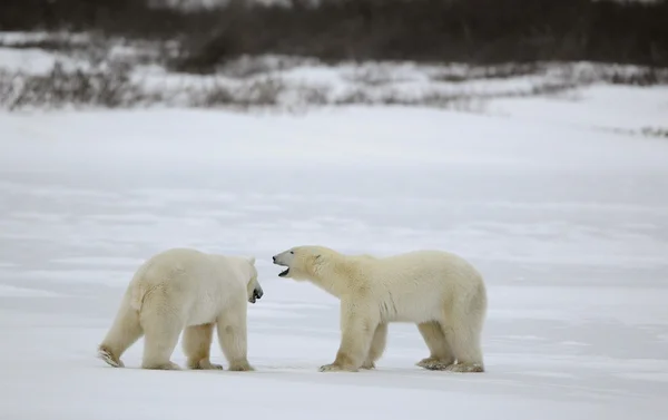 两个北极熊见过和嗅闻对方 在暴风雪中的苔原 — 图库照片