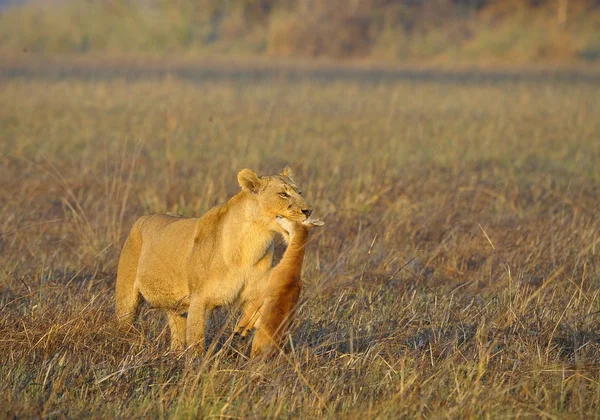母狮和新出生的羚羊的猎物 母狮在热带稀树草原去和熊的羚羊被杀的孩子 黄色的草 清晨的阳光 — 图库照片