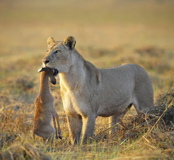 Lioness Goes Savanna Bears Killed Kid Antelope Yellow Grass Morning — Stock Photo, Image