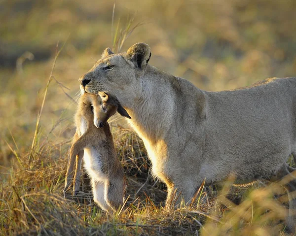 Een Leeuwin Met Pasgeboren Antelope Prooi Leeuwin Gaat Savanne Draagt — Stockfoto