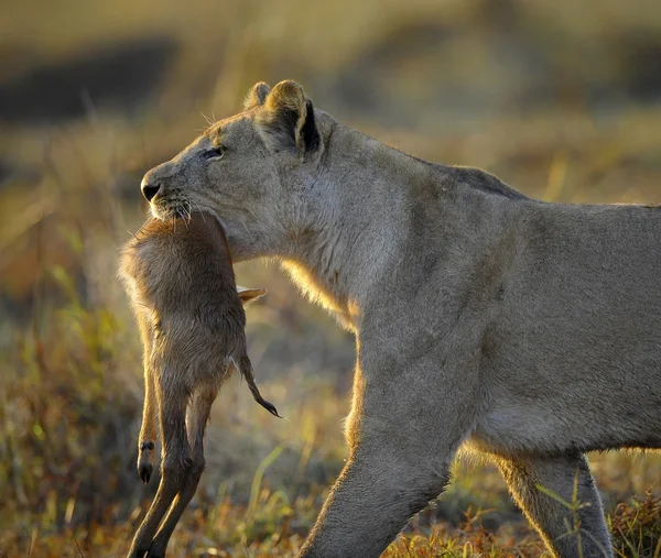 獲物と雌ライオン. — ストック写真