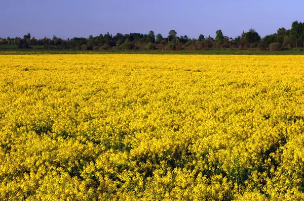 黄色的花朵的字段 上午场覆盖着黄色的花朵 — 图库照片