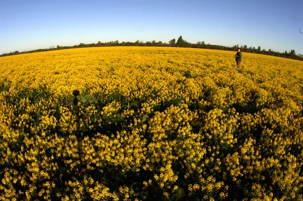 Fält med gula blommor. — Stockfoto