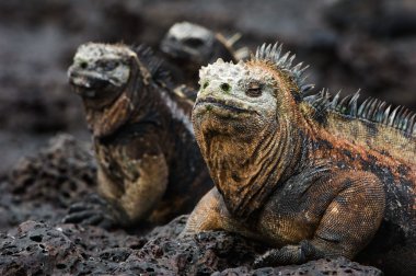 Deniz Iguanas grup ısıtmalı taşlı kıyısında güneşin altında.