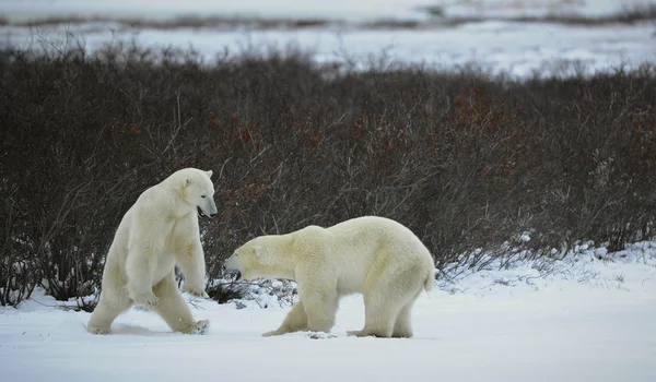 Lucha de osos polares . — Foto de Stock