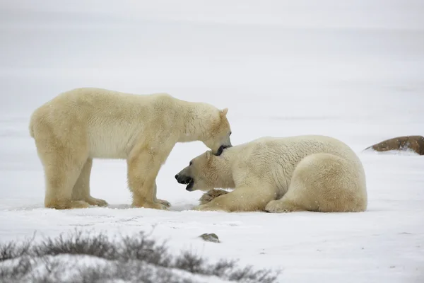 Boj o ledních medvědů. — Stock fotografie