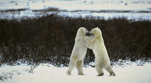 Dva Medvědi Boj Vstal Brání Nohy — Stock fotografie