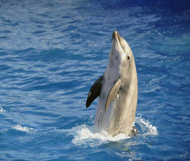 Bottlenose dolphin. clipart