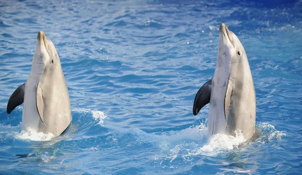 Bottlenose delfíny. — Stock fotografie