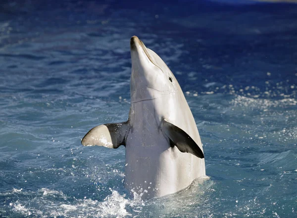 Портрет Дельфина Выброшенного Воды — стоковое фото