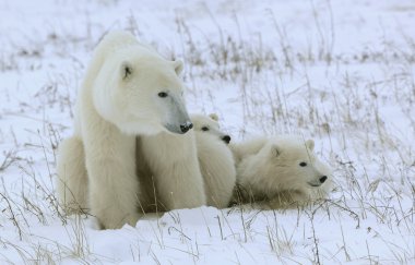 Polar dişi ayı yavruları ile.