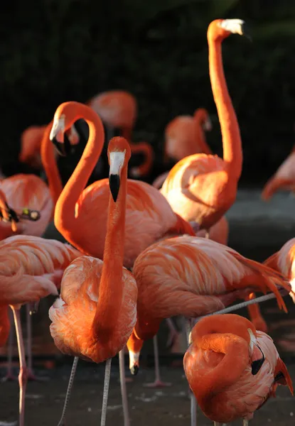 Flamingo på en solnedgång. — Stockfoto