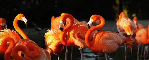 Фламинго на закате . — стоковое фото