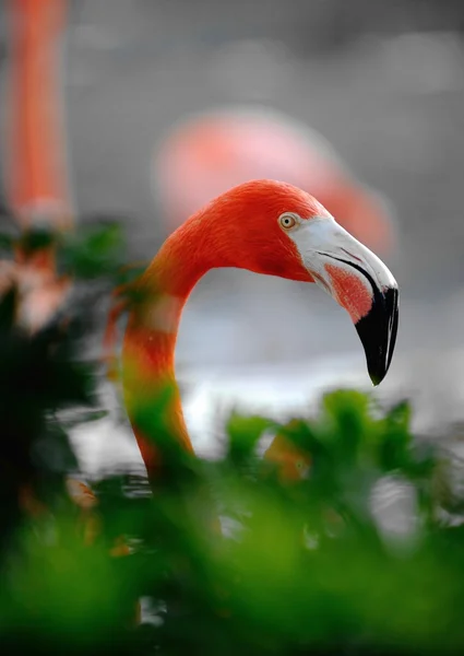 Amerikanischer Flamingo (phoenicopterus ruber)) — Stockfoto