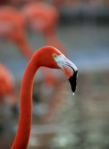Flamingo damla. — Stok fotoğraf