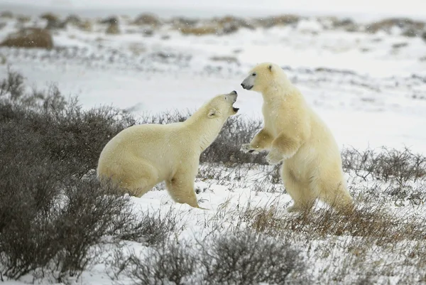 Kampen för isbjörnar. — Stockfoto