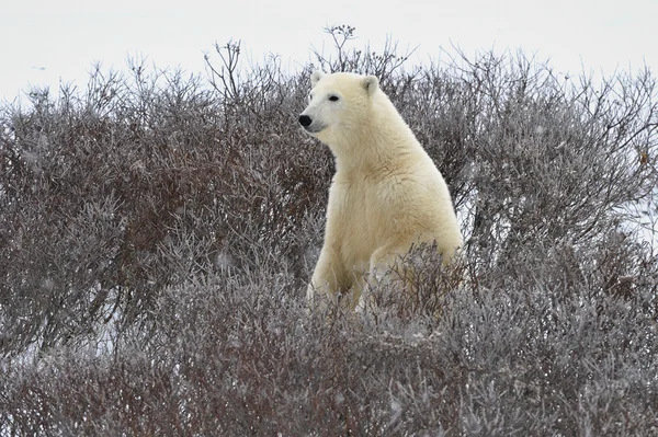 The polar bear — Stock Photo, Image