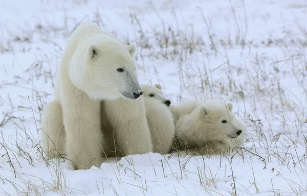 Ona niedźwiedzia polarnego z młode. Zdjęcie Stockowe
