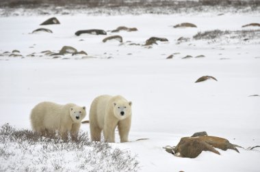 Couple polar bears. clipart