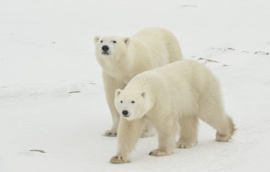 Polar bears. clipart