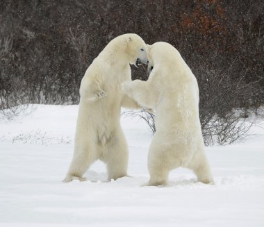 Fighting polar bears. clipart