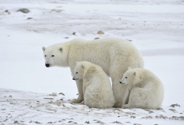 Polar she-bear with cubs. clipart