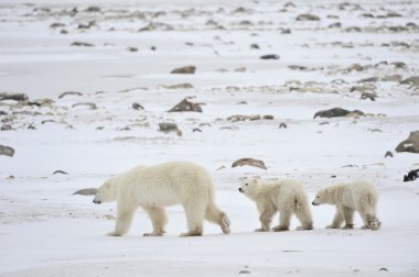 Polar she-bear with cubs. clipart