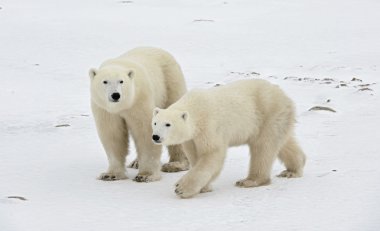 Two polar bears. clipart