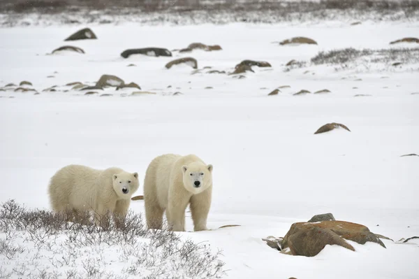 Casal ursos polares . — Fotografia de Stock