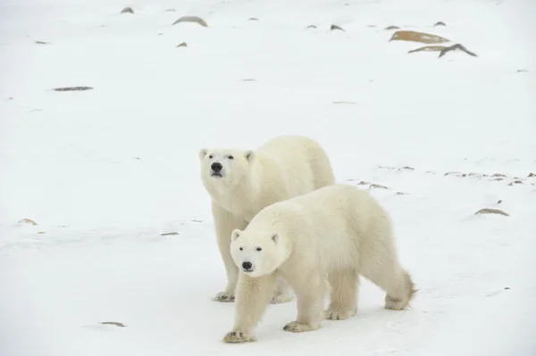 Deux ours polaires . — Photo
