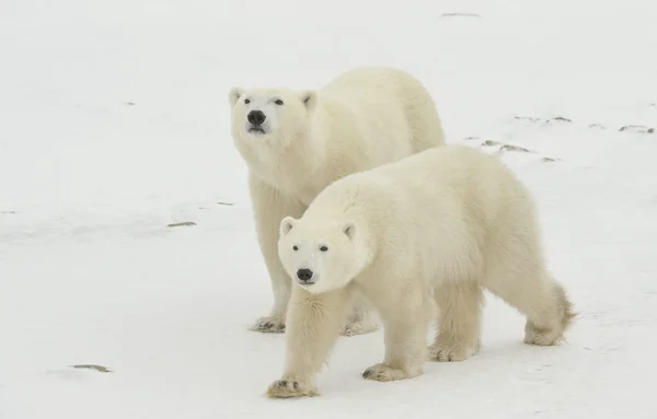 Lední medvědi. — Stock fotografie