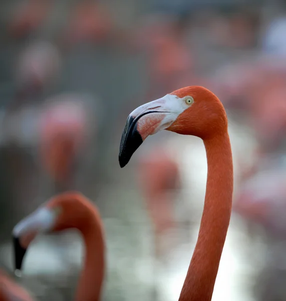 American Flamingo (phoenicopterus ruber)) — Stok fotoğraf