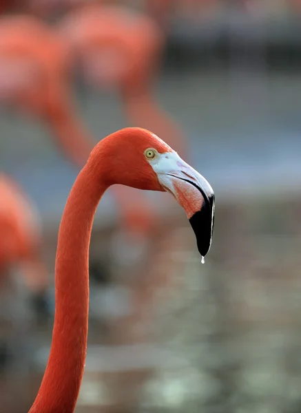 Flamingo met druppels. — Stockfoto