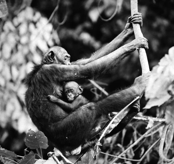 倭黑猩猩与一只幼崽 — 图库照片