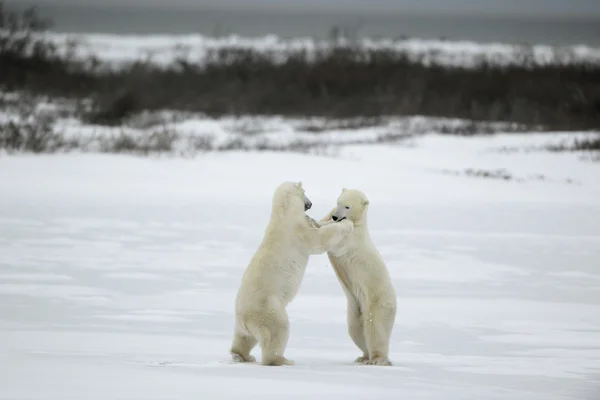 Bestrijding van ijsberen. — Stockfoto