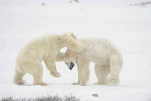 Lotta contro gli orsi polari . — Foto Stock
