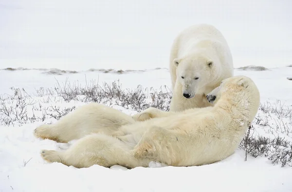 Два белых медведя отдыхают. . — стоковое фото