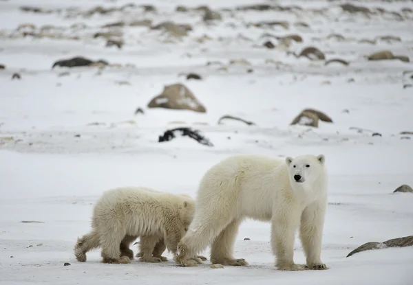 Orsa polare con cuccioli . — Foto Stock