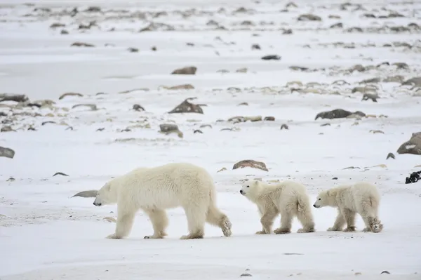 Osa polar con cachorros . — Foto de Stock