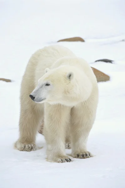 Porträtt av en isbjörn. — Stockfoto